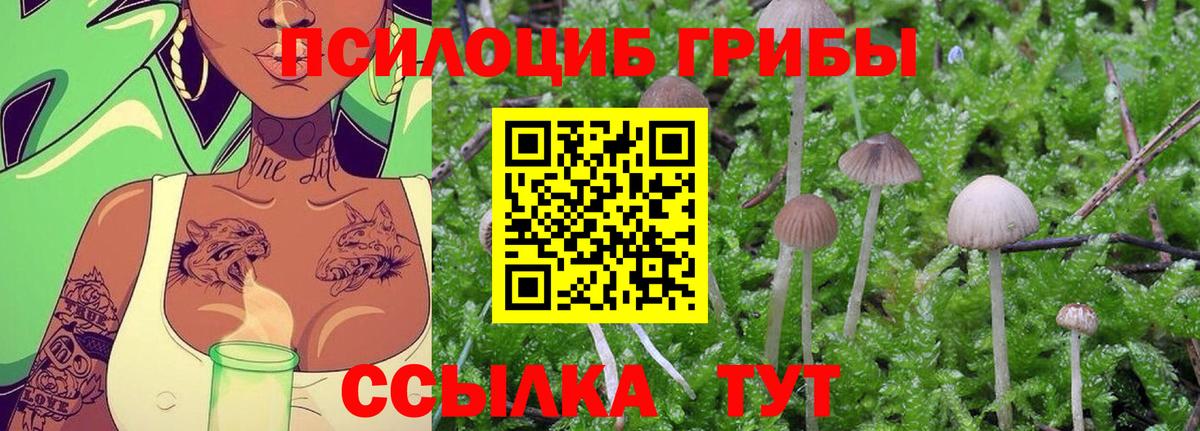 Гай  Псилоцибиновые грибы Psilocybine cubensis  Вход с VPN 